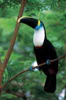 El tuc�n silbador requiere diversidad de frutos del bosque para su alimentaci�n.