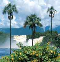 Los r�os de aguas negras forman grandes cataratas en el Parque Nacional Canaima.