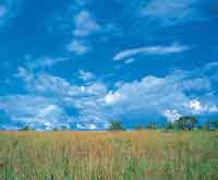 Pastizal caracter�stico de las actuales sabanas naturales.