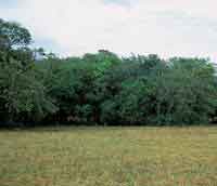 Bosques o matas de monte en proceso de expansi�n sobre la sabana.