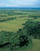 Altillanura plana con bosques de galer�a.