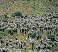 Debido a la variedad de condicinoes ambientales, en la Prinoquia se desarrollan diversos ecosistemas. (P�ramos).