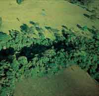 Debido a la variedad de condicinoes ambientales, en la Prinoquia se desarrollan diversos ecosistemas. (Bosque de galer�a).