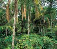 Selva amaz�nica de transici�n.