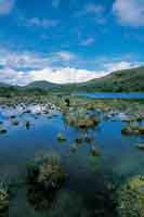 Laguna de origen glaciar en el p�ramo de Sumapaz. Tras un lento proceso en el que la vegetaci�n ha ido colonizando, se forman peque�os cojines dominados por gram�neas y musgos.