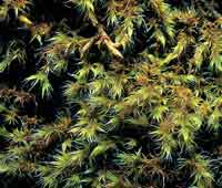 A pesar de las condiciones ambientales extremas de la alta monta�a de superp�ramo, se desarroll� una gran diversidad de plantas. (Musgos)