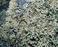 A pesar de las condiciones ambientales extremas de la alta monta�a de superp�ramo, se desarroll� una gran diversidad de plantas. (L�quenes)