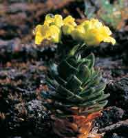 La Cruc�fera l�tamo