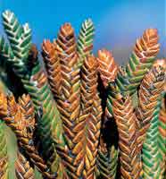 La Aster�cea colepavo del g�nero Loricaria.