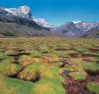 En los valles glaciares del superp�ramo se presentan las condiciones adecuadas para el desarrollo de turberas formadas por Plantago rigida, como ocurre en el Valle de los Cojines de la Sierra Nevada del Cocuy.