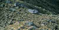 Pajonal frailejonal caracter�stico del p�ramo con Calamagrostis effusa y Espeletia grandiflora.