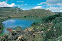 Pajonal frailejonal con arbustos de romero de p�ramo bordeando una laguna de origen glaciar.
