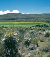 En el p�ramo, en cortas distancias, se observan variados ambientes; en las laderas bien drenadas se desarrolla el pajonal frailejonal y en las depresiones, vegetaci�n lacustre.
