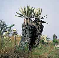 Frailej�n, Espeletia grandiflora.