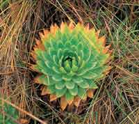 Eriocaul�cea, Paepalanthus columbiensis.