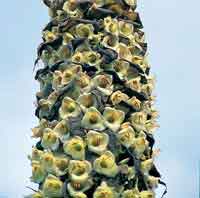Una de las rosetas gigantes del p�ramo es el card�n, Puya goudotiana, cuyo racimo de flores constituye un recurso muy valioso para los colibr�es.