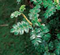 El coloradito, del g�nero Polylepis, es uno de los �rboles que habita a mayor altitud; su utilizaci�n como le�a ha reducido las poblaciones.