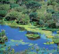 Los bamb�es son un componente importante en la fisonom�a de la vegetaci�n y forman extensos chuscales. En el p�ramo, la ca�uela, Chusquea tessellata, es com�n en h�bitats abiertos.