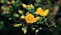 El cargarroc�o, Hypericum goyanessi, atrapa las finas gotas de la neblina con sus hojas reducidas.