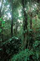 Debido a la humedad atmosf�rica, la enmara�ada vegetaci�n de la selva andina presenta abundancia de plantas ep�fitas y un estrato herb�ceo diverso.