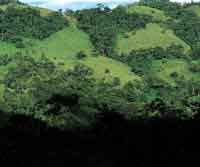La ganader�a en las laderas andinas ha contribuido a la fragmetaci�n y reducci�n de la cobertura forestal.