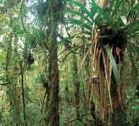 En la selva h�meda de monta�a hay muchas Bromeli�ceas, plantas que por acumular agua en su estructura, son un h�bitat propicio para el desarrollo de otros organismos.
