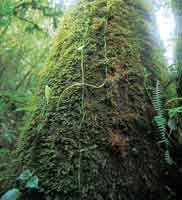 Las ep�fitas como los musgos y los helechos, entre otras especies, cubren los troncos de los �rboles y por su capacidad de regulaci�n h�drica contribuyen al balance del ecosistema.