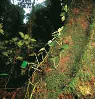 Las ep�fitas como los musgos y los helechos, entre otras especies, cubren los troncos de los �rboles y por su capacidad de regulaci�n h�drica contribuyen al balance del ecosistema.