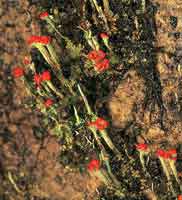 La diversidad biol�gica de la selva andina es rica en plantas cript�gamas como l�quenes y hongos.