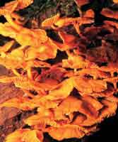 La diversidad biol�gica de la selva andina es rica en plantas cript�gamas como l�quenes y hongos.