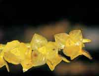 Las orqu�deas constituyen uno de los grupos m�s diversos de la selva h�meda y tienen diferentes h�bitos de crecimiento.