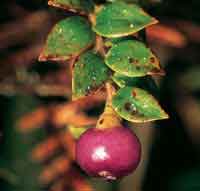 Eric�ceas que producen abundantes bayas atractivas para las aves.