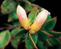 Eric�ceas que producen abundantes bayas atractivas para las aves.