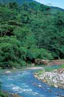 Al descender la monta�a, los bosques riparios alcanzan mayor altura y diversidad de estratos; en los bordes se destacan los carboneros y los guamos, entre otros.