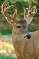 El venado coliblanco, Odocoileus virginianus, es uno de los grandes mam�feros de amplia distribuci�n en la Orinoquia; sin embargo, sus poblaciones han sido bastante disminuidas por la cacer�a y la degradaci�n de su h�bitat.