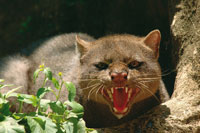 Gato mont�s, Felis yagouaroundi, felino de h�bitats boscosos y extremadamente escaso.