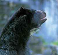 Oso de anteojos, el mam�fero m�s grande de la cordillera y �nico oso suramericano; tiene un amplio rango de distribuci�n altitudinal y es una especie amenazada de extinci�n.