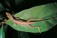 En los estratos bajos del bosque y en los rastrojos se encuentran algunas lagartijas del g�nero Anolis.