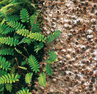 Los helechos trapadores se asocian con �rboles para alcanzar mejores condiciones de luminosidad.