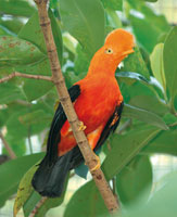 El gallito de roca, Rupicola peruviana, habita en las selvas del piedemonte y los abrigos rocosos.