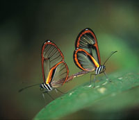 Las mariposas cirstalinas, se encuentran en el interior de los bosques.