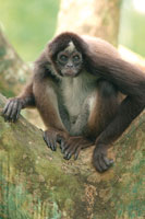 Marimonda o mono ara�a, Ateles hybridus, de poblaciones muy reducidas en el piedemonte de Arauca.