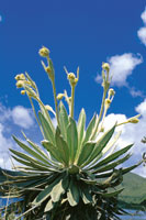 Roseta gigante de frailej�n en el p�ramo de Sumapaz.