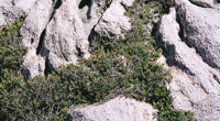 Arbusto de reventadera, Pernettya prostrata, que al crecer se abraza con firmeza a la roca, hundiendo las ra�ces entre sus fisuras, lo que, adem�s, le permite aprovechar los nutrientes y el calor acumulado.