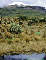 Volc�n nevado Santa Isabel.
