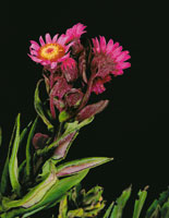 Inflorescencia de �rnica, Senecio formosus.