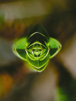 Arbusto del subp�ramo, de la familia de las compuestas .