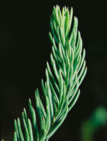 Diversas especies de hierbas y arbustos del p�ramo han desarrollado hojas con una gran variedad de formas, texturas y pubescencias, cuya tendencia a la reducci�n y al desarrollo de tejidos especializados, les proporciona mayor protecci�n.