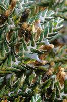 Detalle de la Loricaria colombiana, forma de vida arbustiva, cuyas hojas escuamiformes e imbricadas le proporcionan excelente protecci�n. En sus axilas, la pubescencia algodonosa le permite captar humedad.