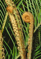 Algunas tienen superficies de hojas muy lisas, con recubrimientos cerosos como en las frondas del helecho Blechnum loxense.